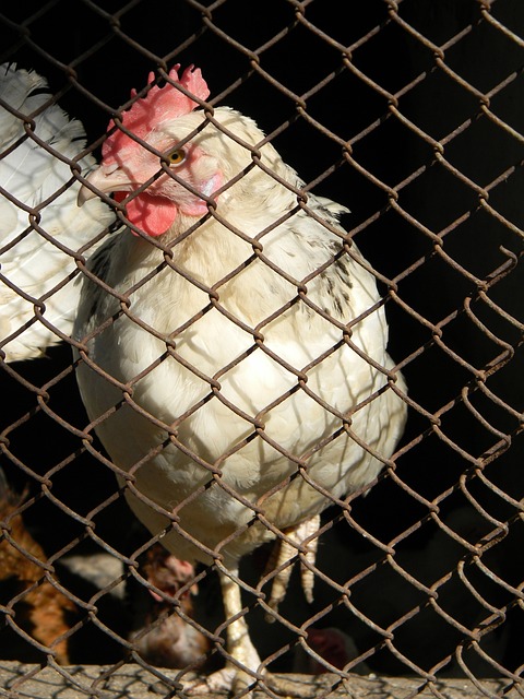 了英格兰的 了英格兰的